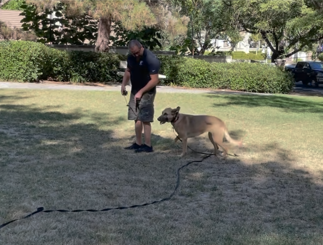 Intermediate Obedience