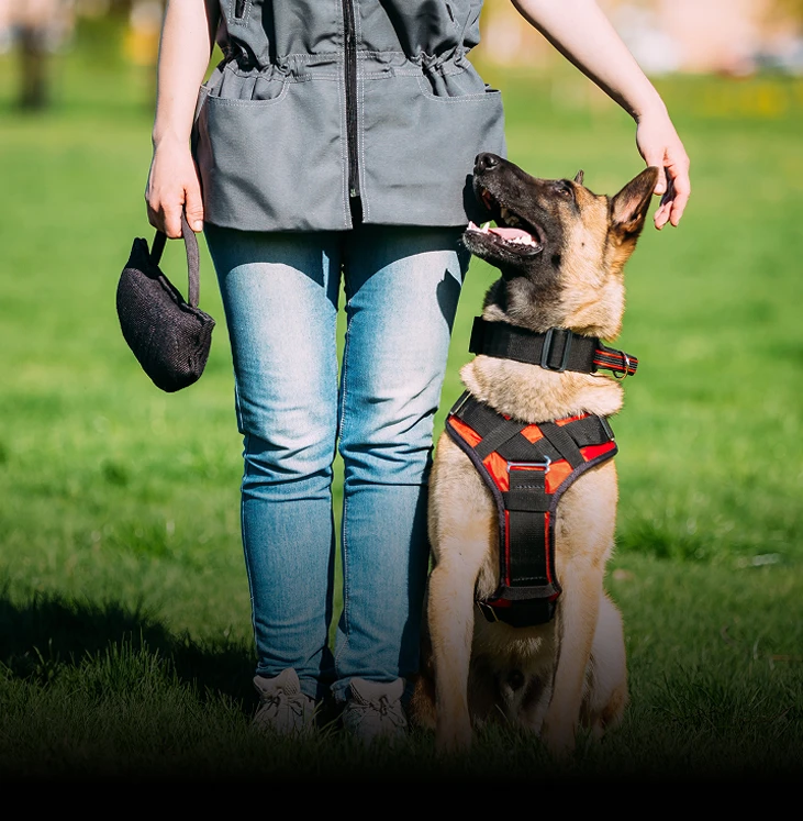 Obedience Training